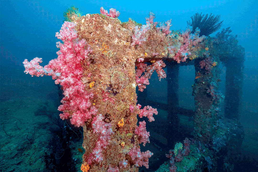 生态优先驱动蓝色引擎 蜈支洲岛加快推动休闲渔业高质量发展_珊瑚礁