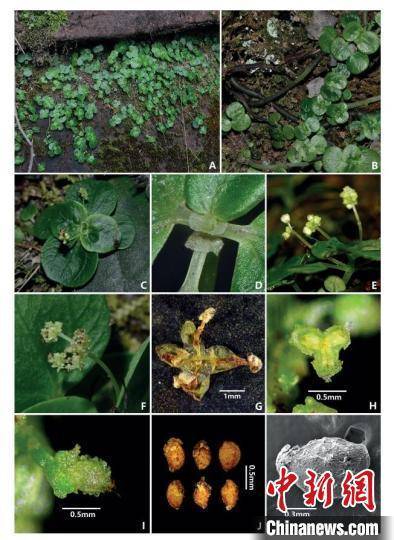 荛花（适合室内养的植物） 第3张