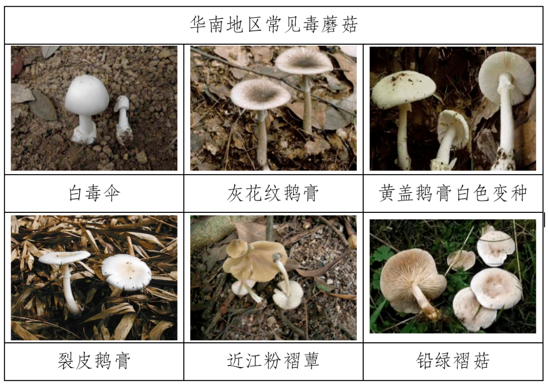 关于食用野生蘑菇、野生动物的平安预警提醒