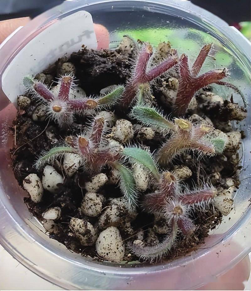 非洲堇最鲜用的繁殖方式——花梗扦插栽培技_小芽_叶片_环境