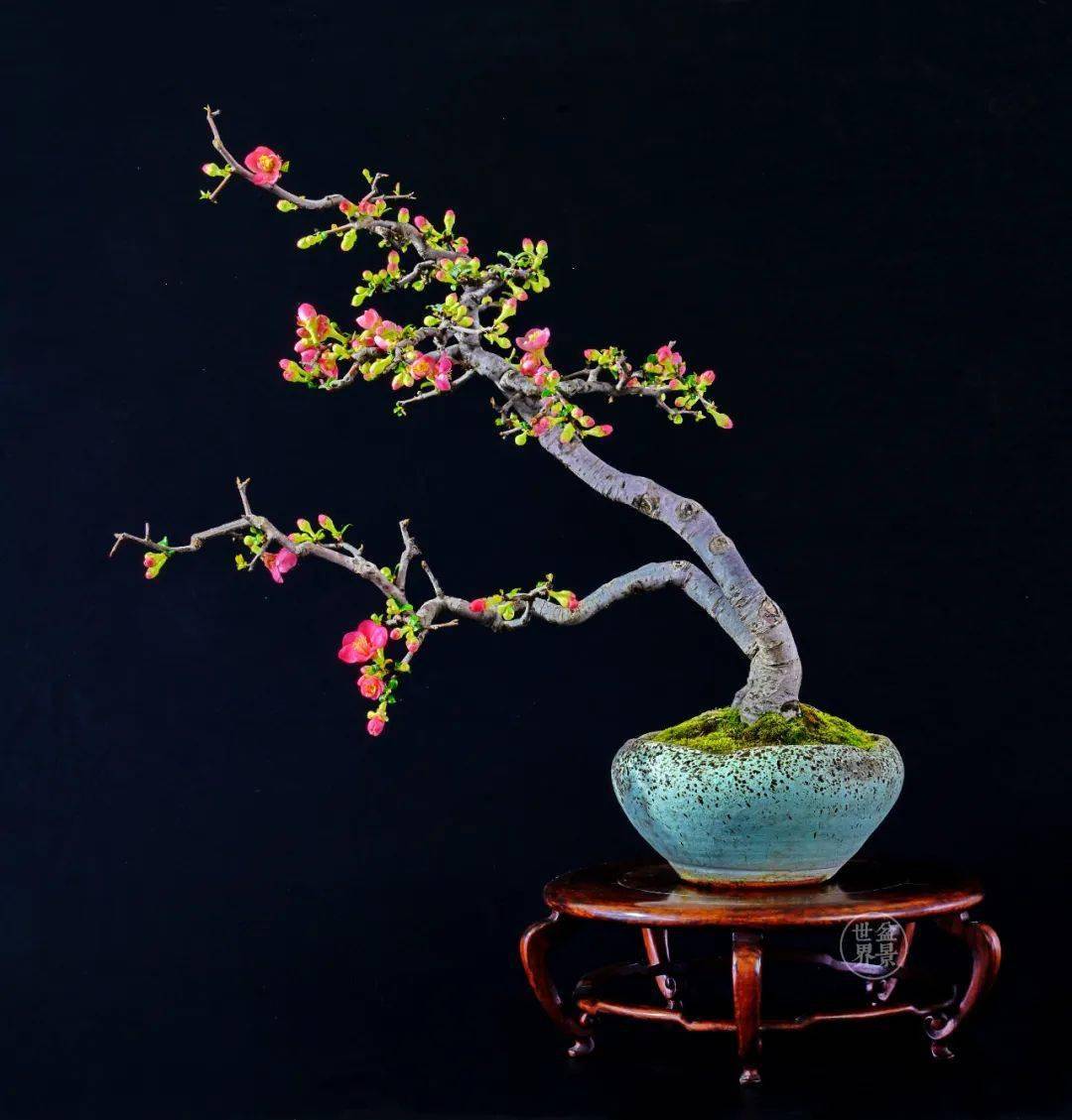 花中神仙_海棠_作品_赵庆泉