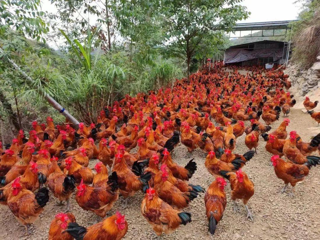 恒温发酵技术在黄羽肉鸡上的应用案例_老三届_肠道_养殖