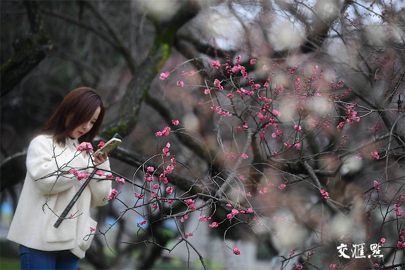 梅花俏枝头！南京玄武湖开启“百花闹春”赏花季