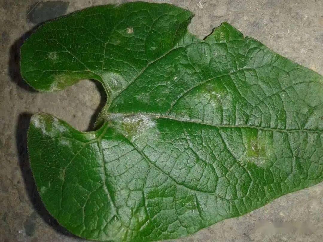 罗汉果春季栽培管理技术要点_种植_进行_防治