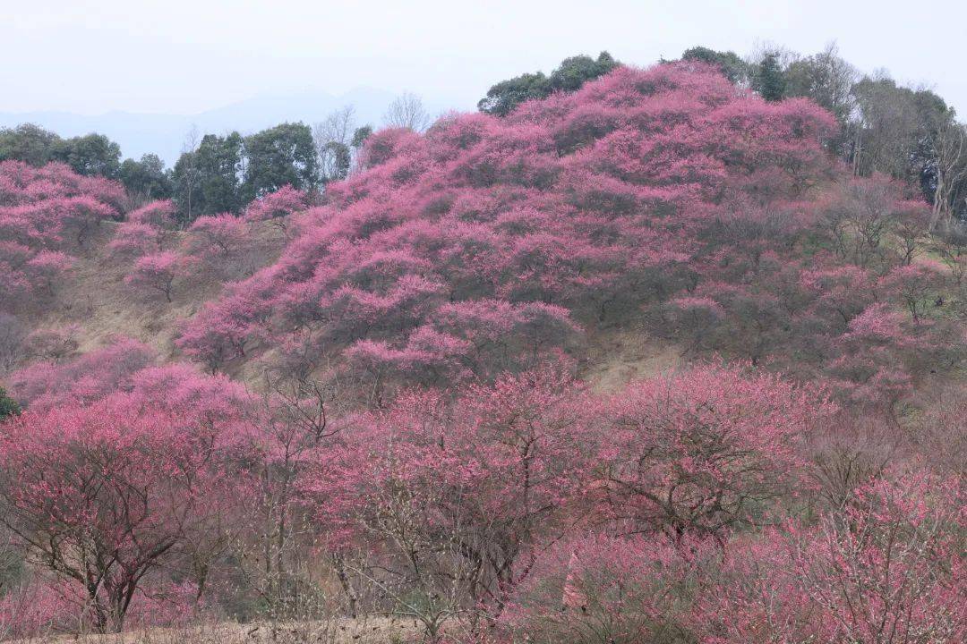 新建村梅花图片