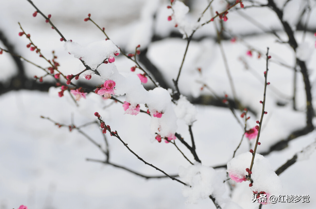 从芦雪庵赏雪看《红楼梦》中的杭州雪域风情_秋雪庵_湖心亭_大雪