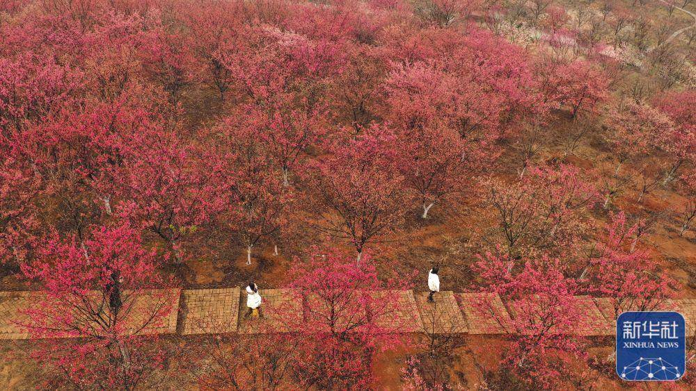 中国的花（中国花之王是哪一种花） 第10张