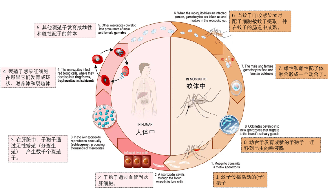 输血医学案例研究（3）血袋里的“蚊子”？