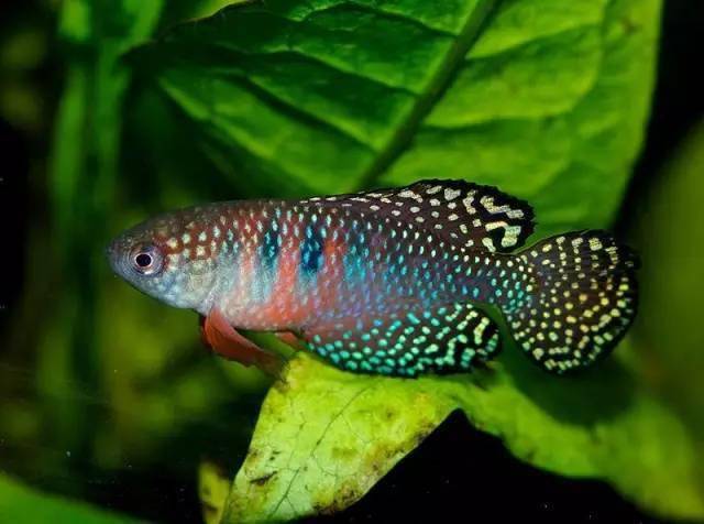 简单认识一下漂亮滴鳉科鱼!_黑珍珠_宝贝_体长