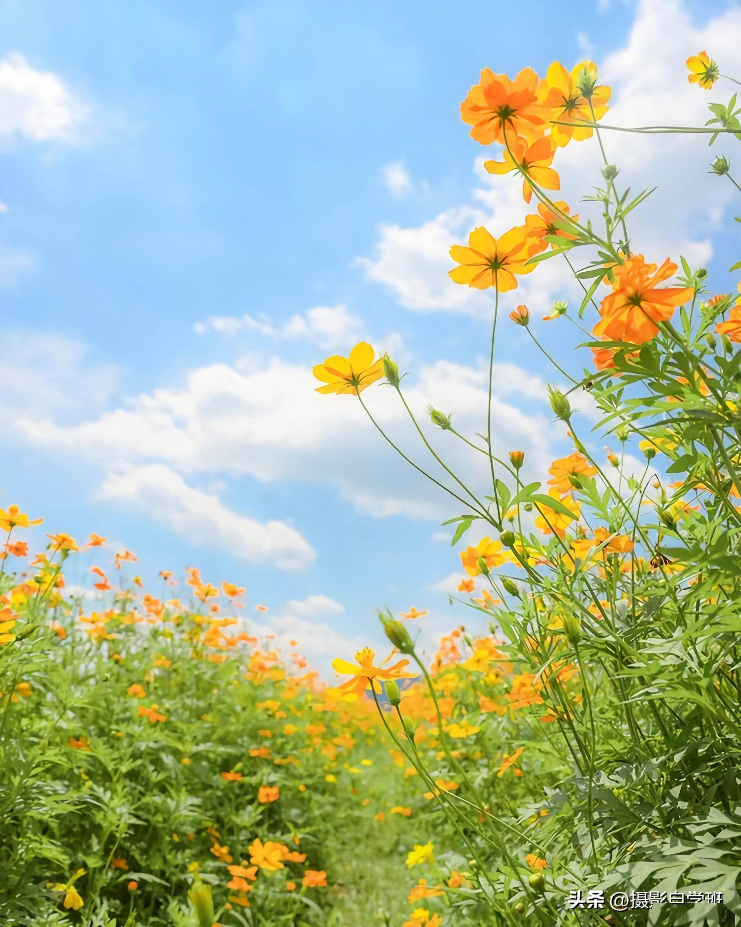 春天花朵那么美,你会拍吗?试试这5个花朵摄影技巧吧_照片_远景_三角形