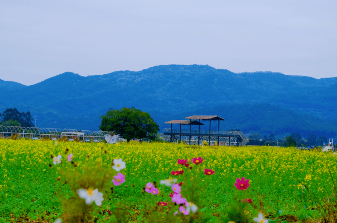 增城油菜花海等你來打卡_遊客_農旅_鄉村