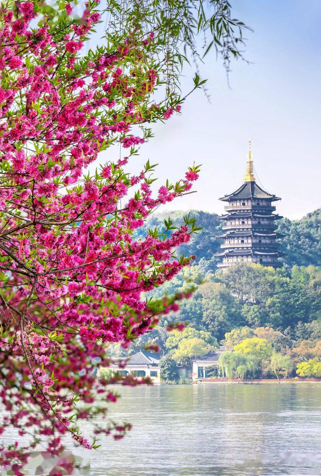 听说,2023年你很招桃花!_杭州西湖_爱情_象征
