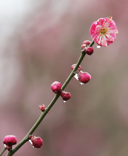 暗香浮动!十堰的雨中梅花也开得太太太好了吧