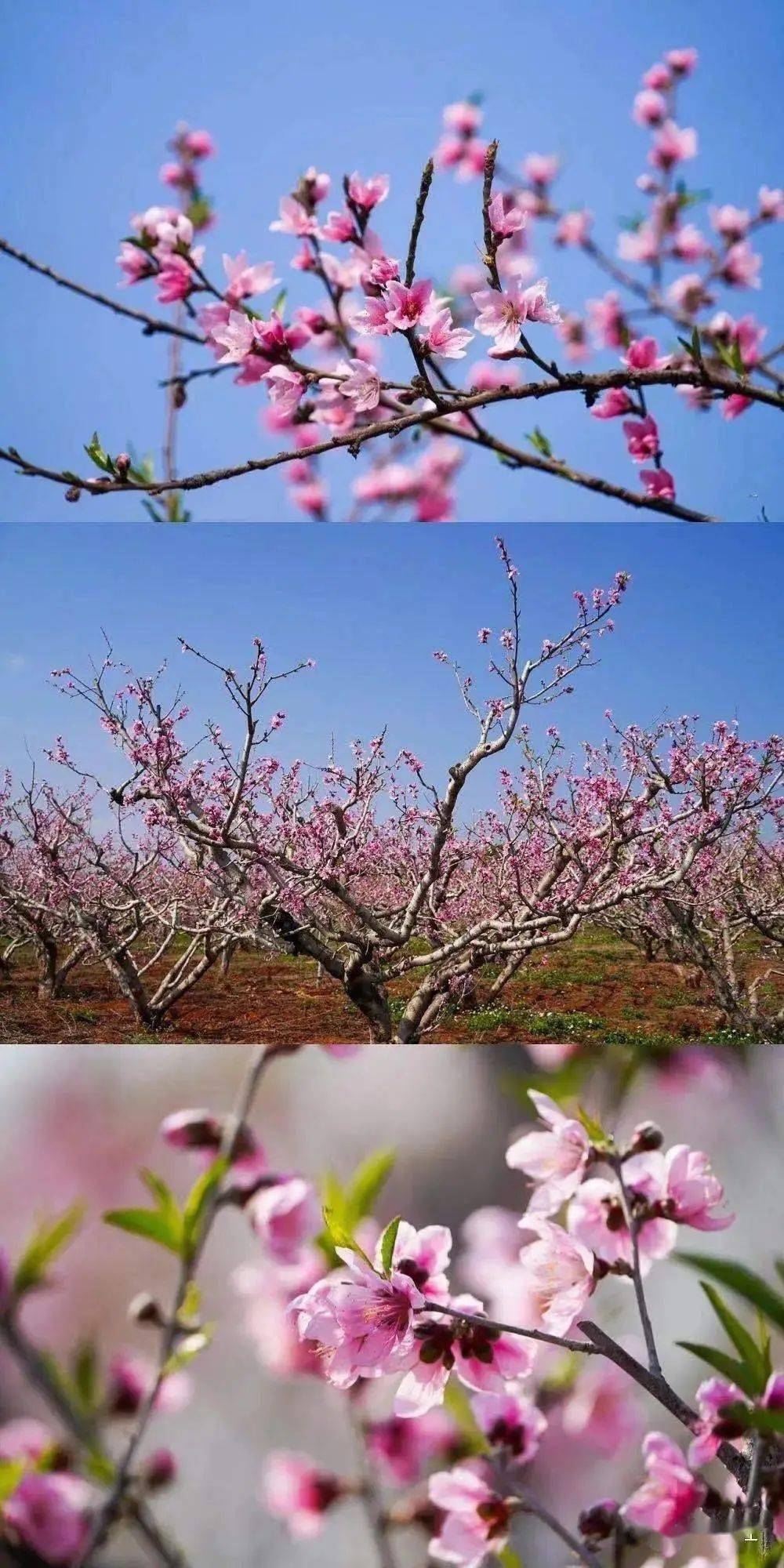 赣县桃花岛风景区电话图片