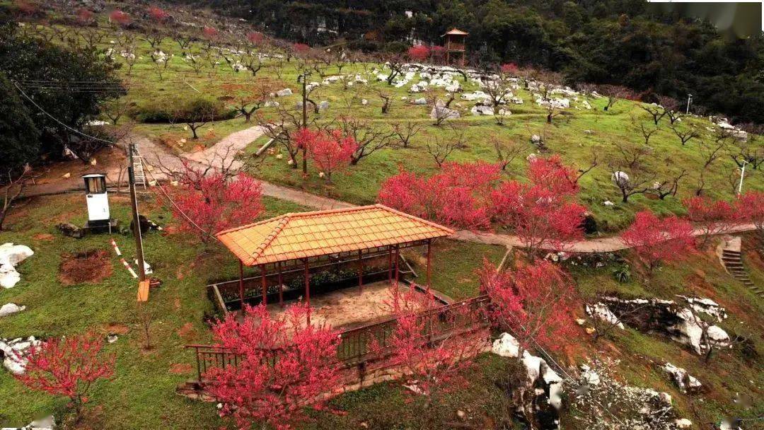 河源哪里有赏花景点图片