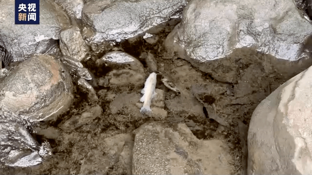 剧毒扩散!专家建议:短期别喝这地产的牛奶饮料!_有毒_美国_影响