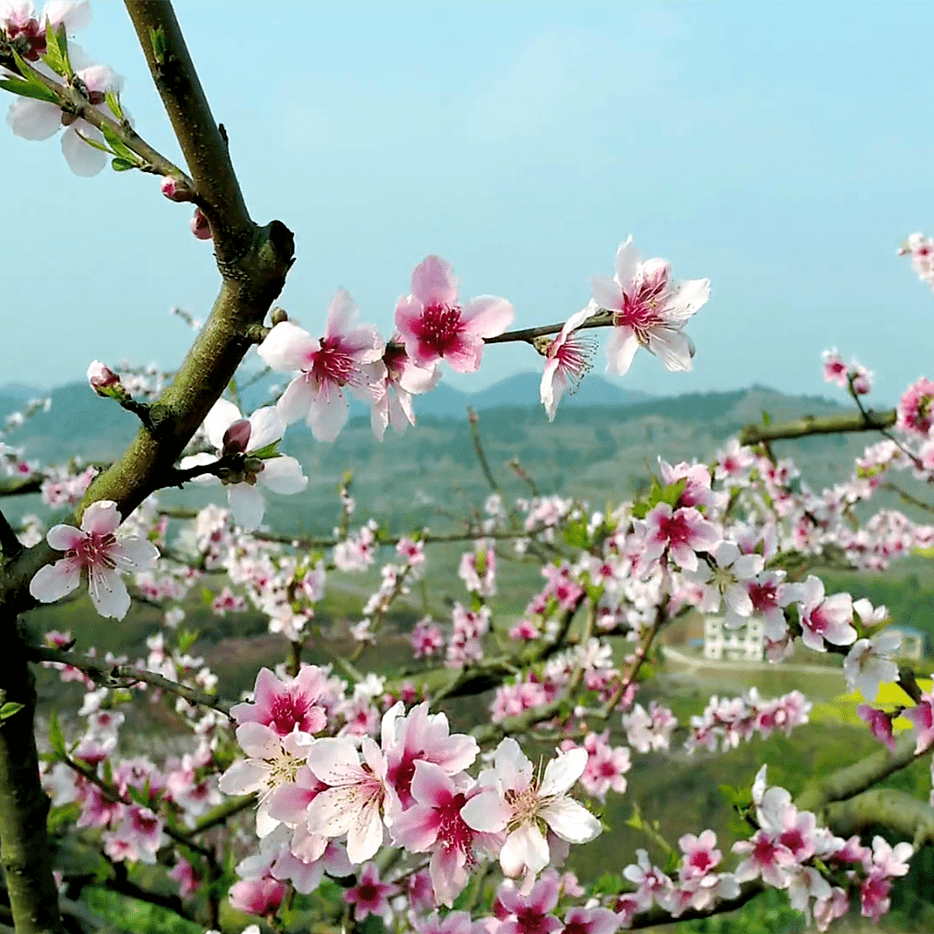 春遊遂寧丨蓬溪給您發了一封春天賞花邀請函→_花田_高升鄉_桃花