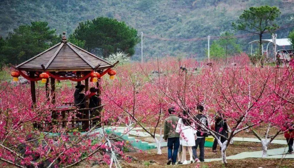 春色连州—全新体验,水陆空赏花视觉:连州【桃花节,5a洞河奇观