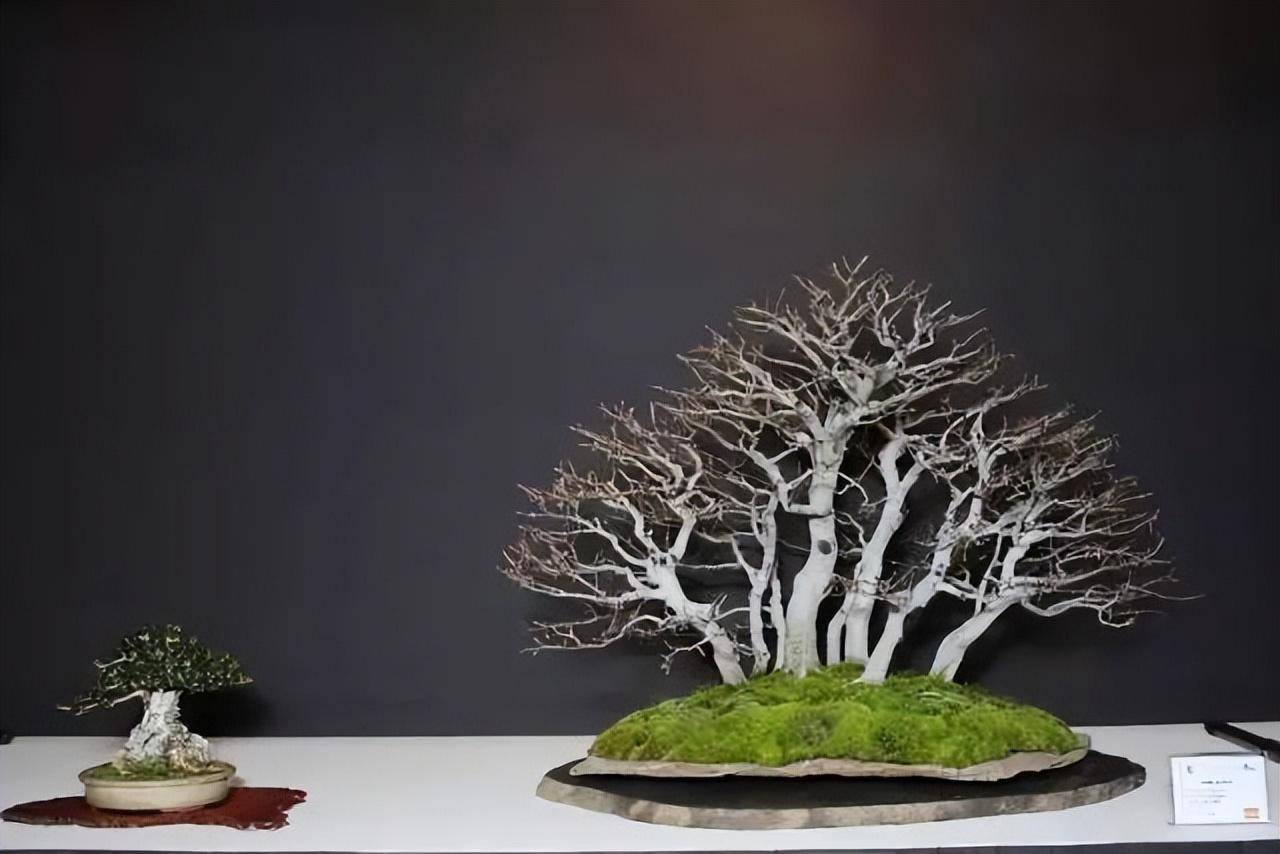 百种意境盆栽,百种绝美风情!_低头_时候_人间