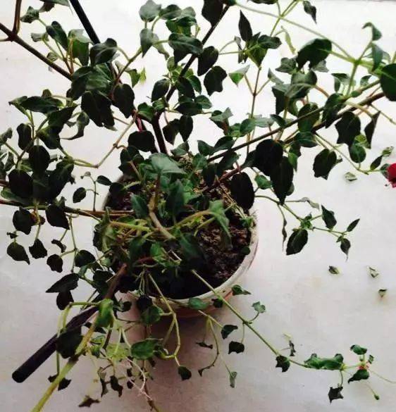 垃圾桶旁,2000棵花被扔掉,我到底捡不捡?_海棠_伤口_花卉