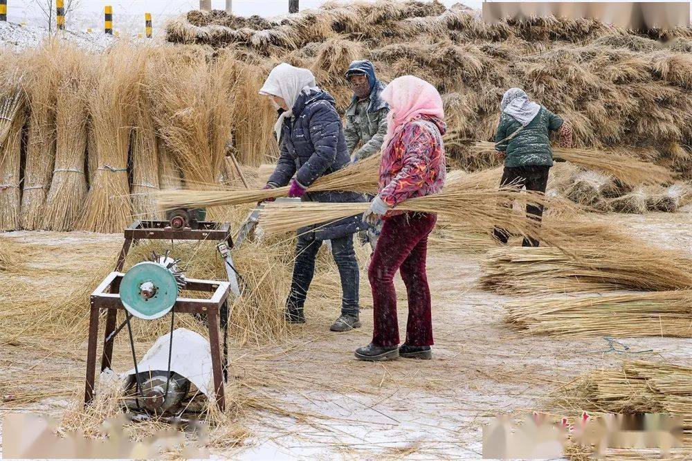 张掖市民乐县:芨芨草扎出致富"金扫帚"_甘肃_永固镇_东街村