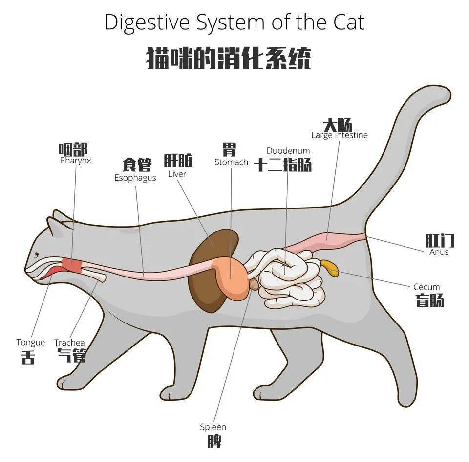 猫研所