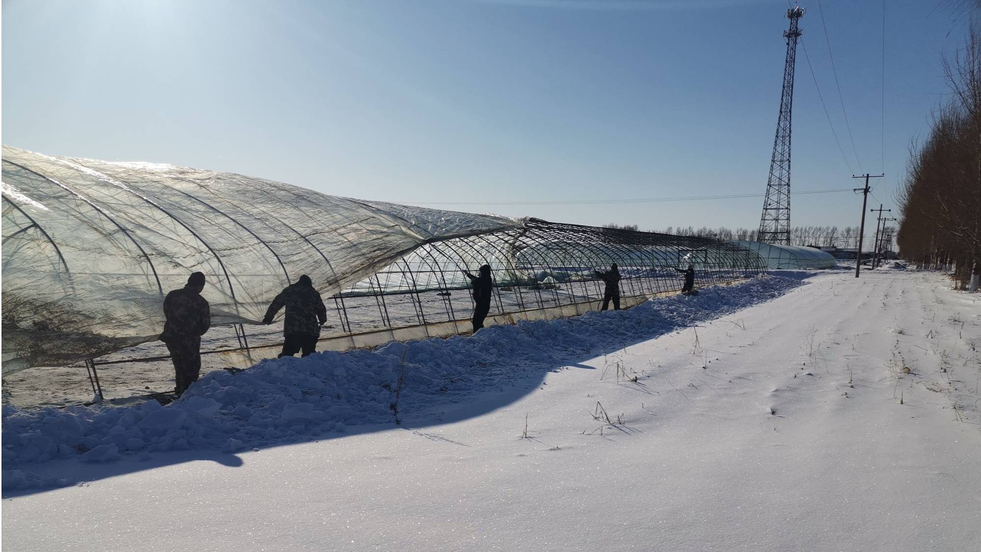 前哨农场有限公司管理区扣棚现场(央广网发刘晓璐摄)北大荒集团牡丹江