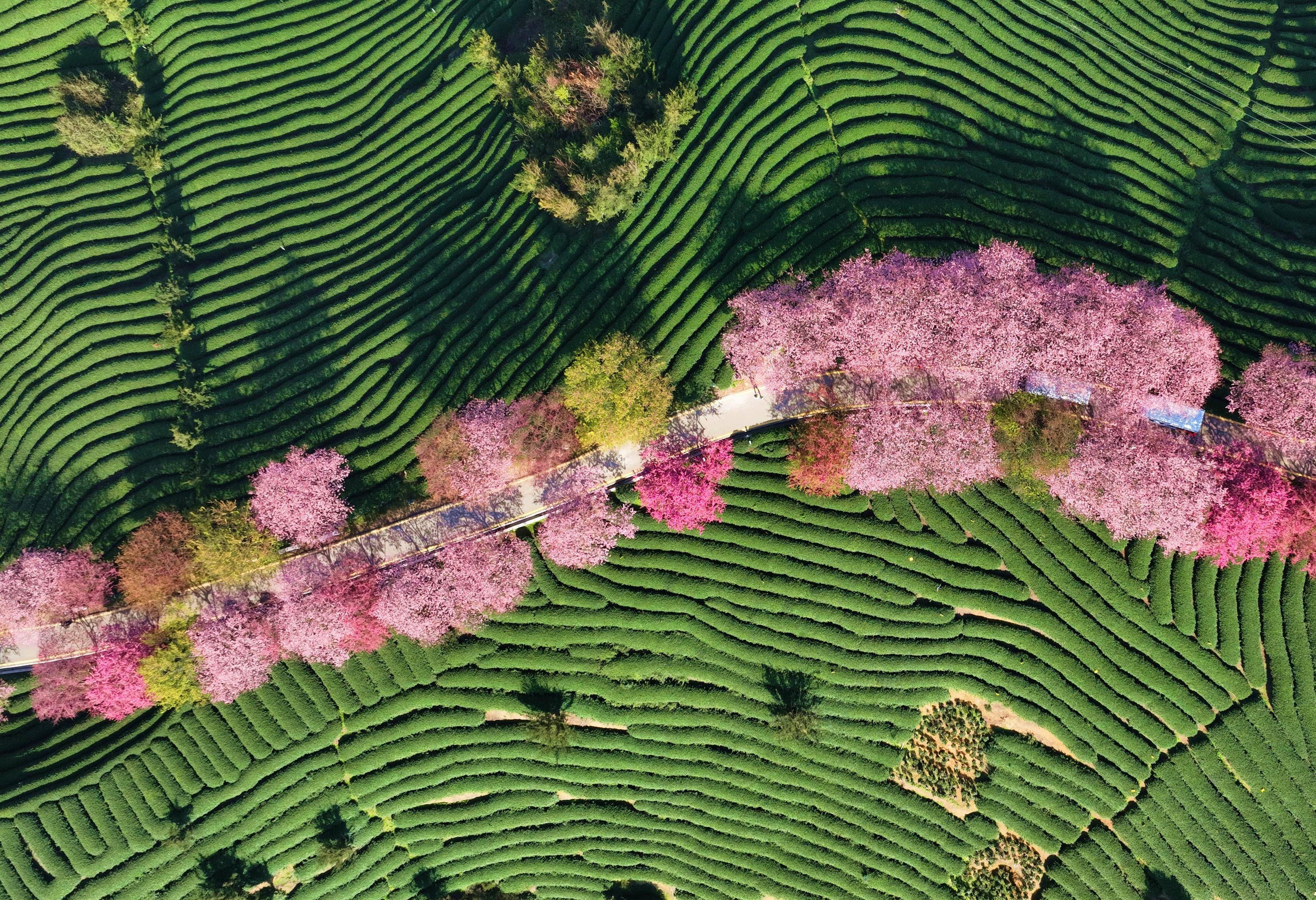 福建茶园樱花图片