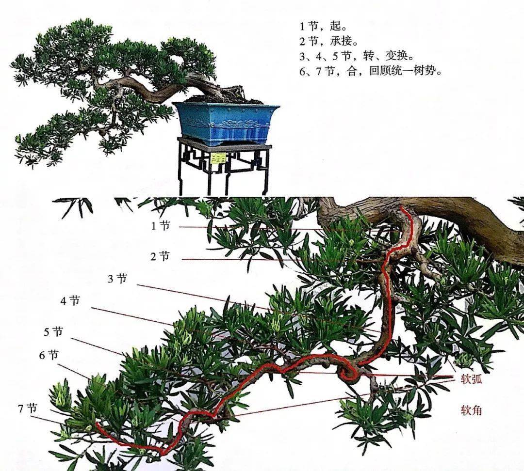 掌握5种岭南盆景的造型枝法,就能创作出变化多端的盆景作品!