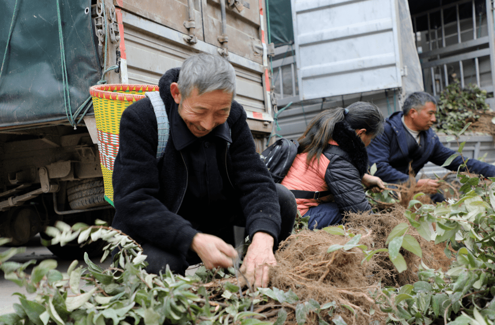 金银花苗木（金银花苗木价格多少） 第2张