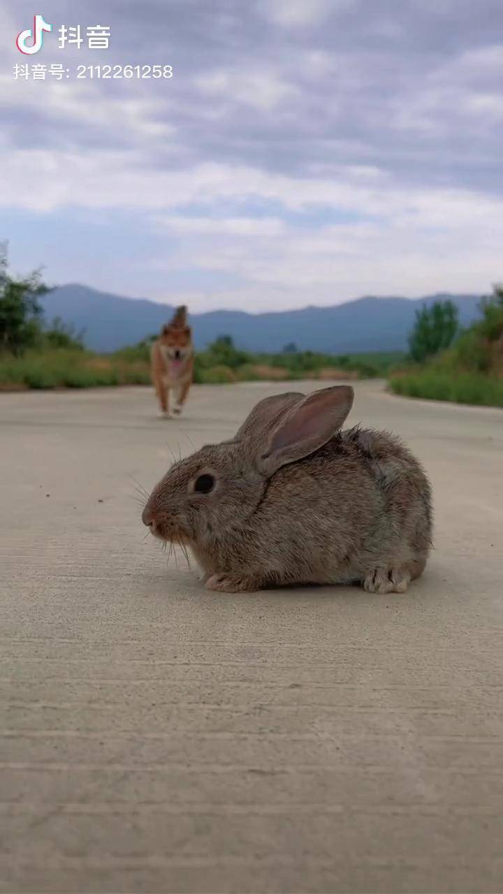 狗狗哄小兔子睡觉萌宠 狗狗 金太阳原创