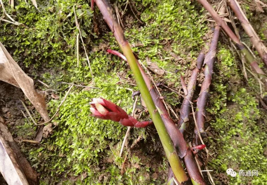 文山砂仁种植基地图片