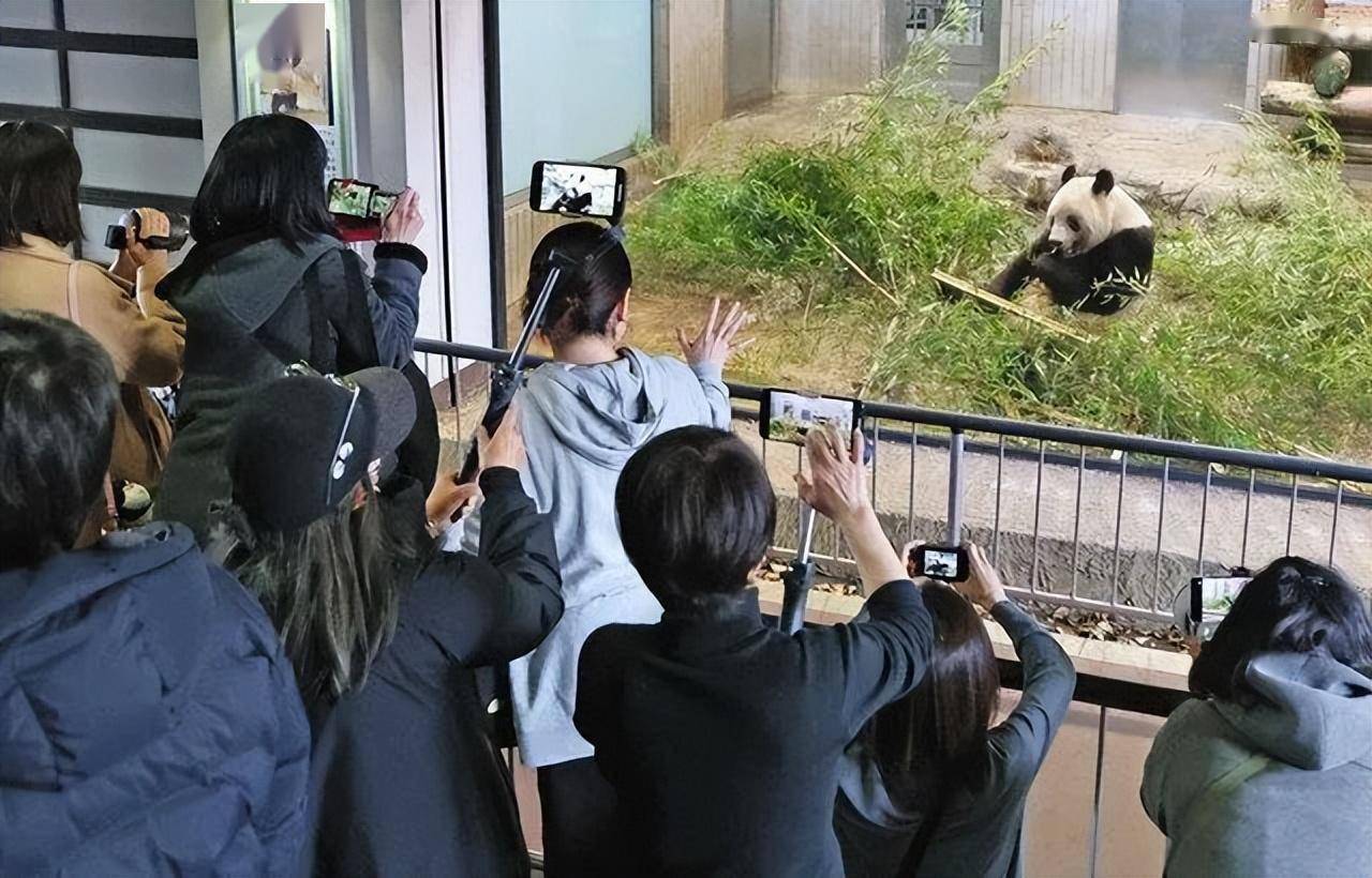熊猫香香今日回国,日本民众哭成泪人_上野_动物园_中国