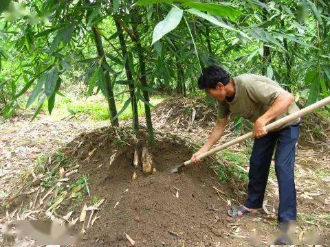 區長,揭東竹筍鏈長修文:接下來,揭東區將充分發揮農業產業鏈