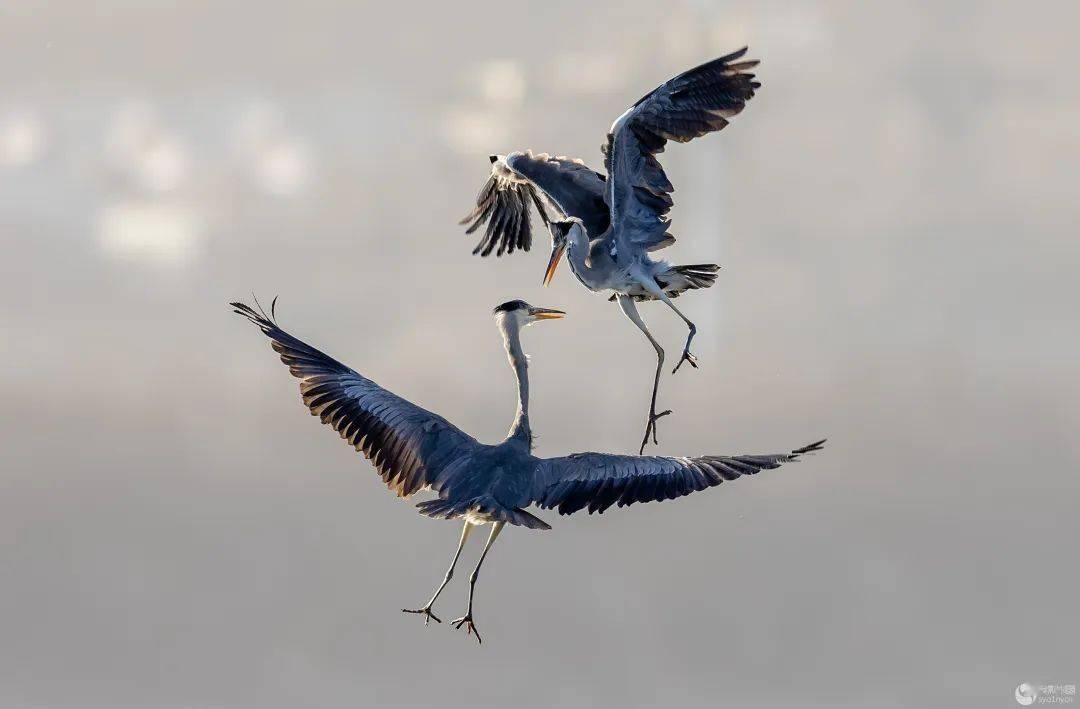 《沉着应战》作者:军刀《幕归》作者:秋实333《翻身探海》作者:大连金