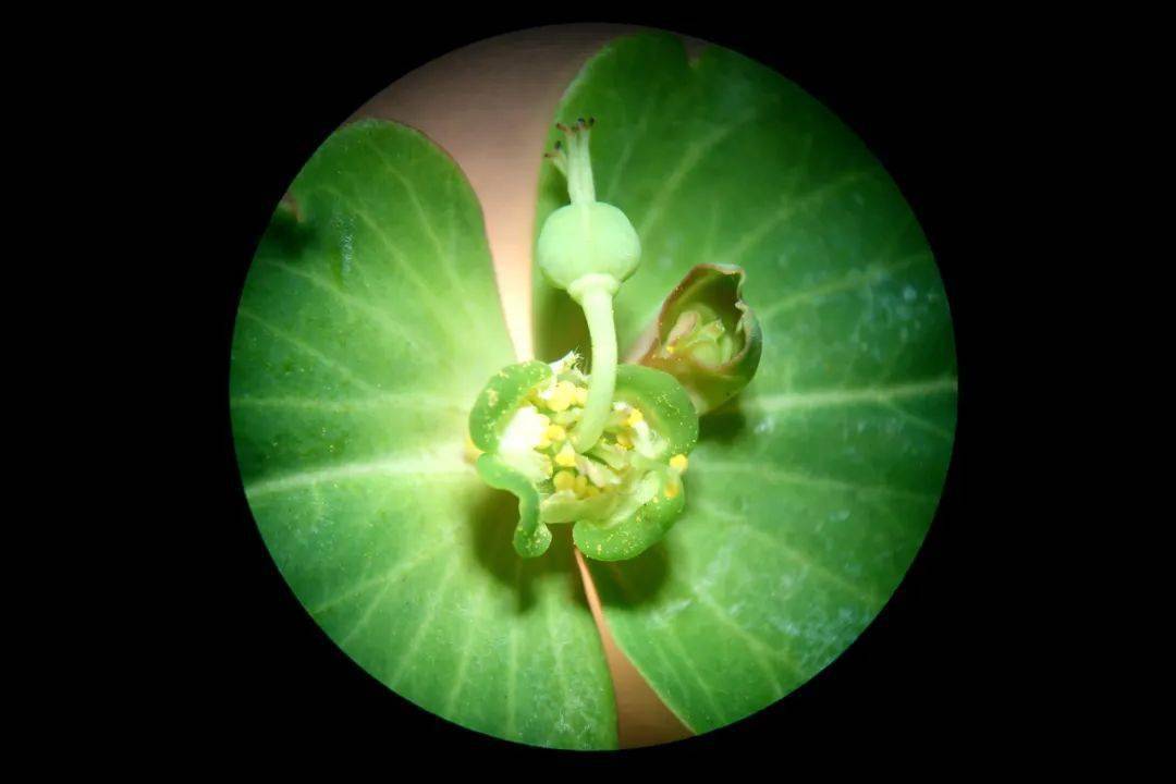 无苞大戟(月腺大戟)的杯状聚伞花序特写无苞大戟(月腺大戟)的杯状花序