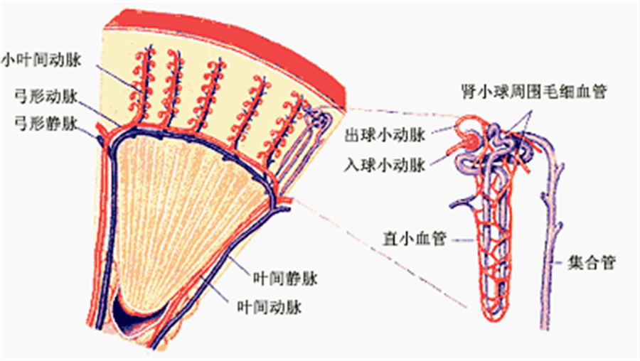 叶间动脉图片
