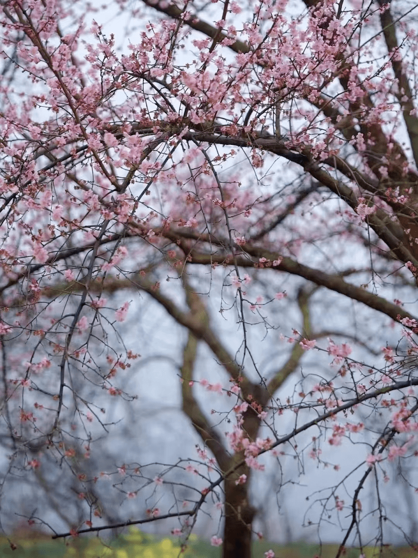 花海从山腰蔓延至山顶,拍照打卡绝美~