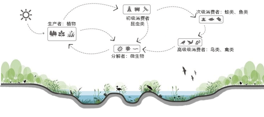 小湿地大生态——北京小微湿地庇护修复示范建立项目理论 | LA理事风度