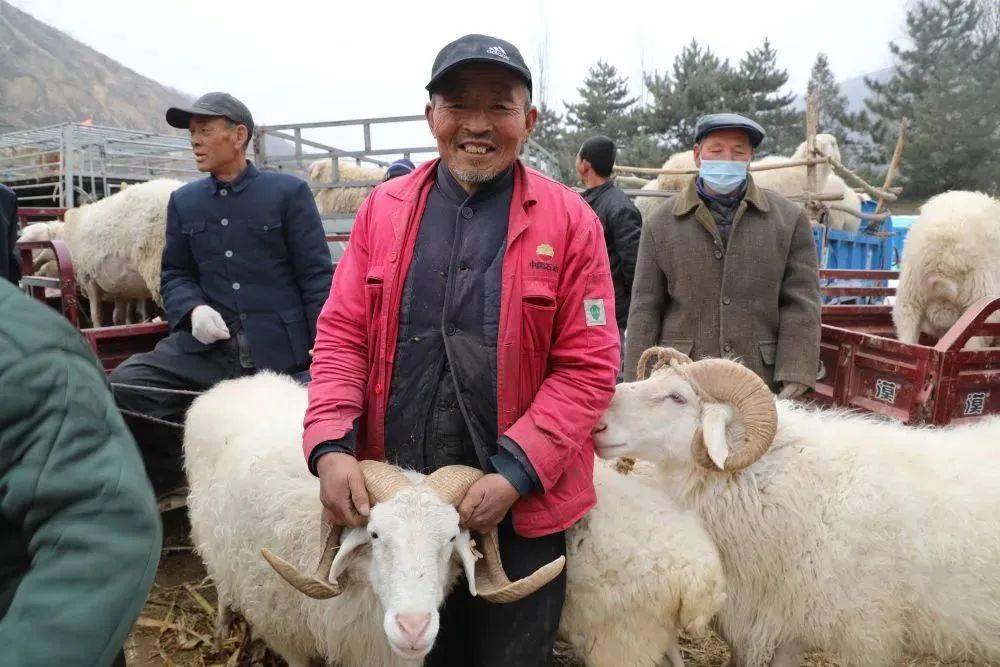 【三抓三促环县在行动】 环县:家门口的收羊服务队让羊农寒春暖意浓