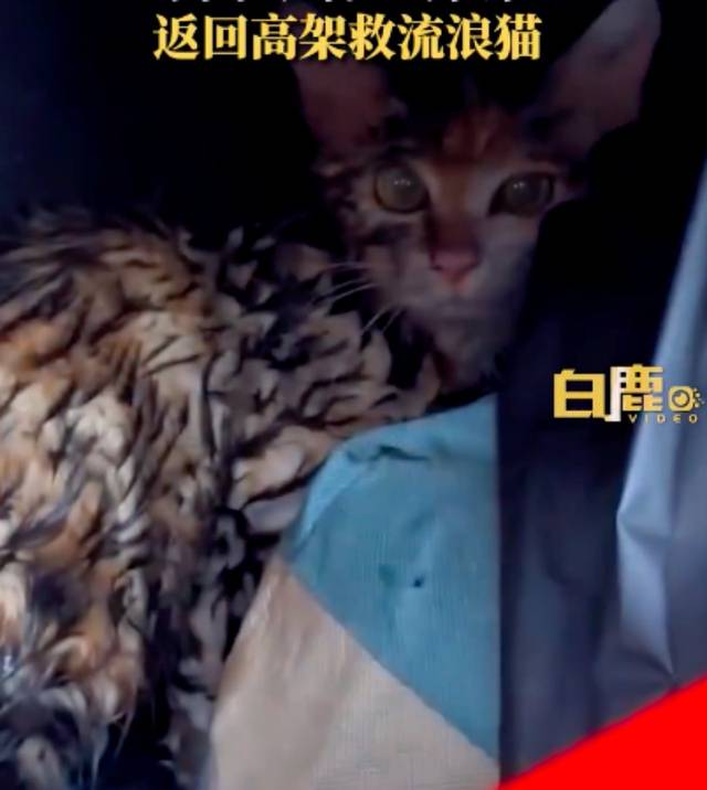 须眉绕行20分钟返回高架救流离猫，当事人：当天正鄙人冰雹，若是不救，小猫可能就被冻死了