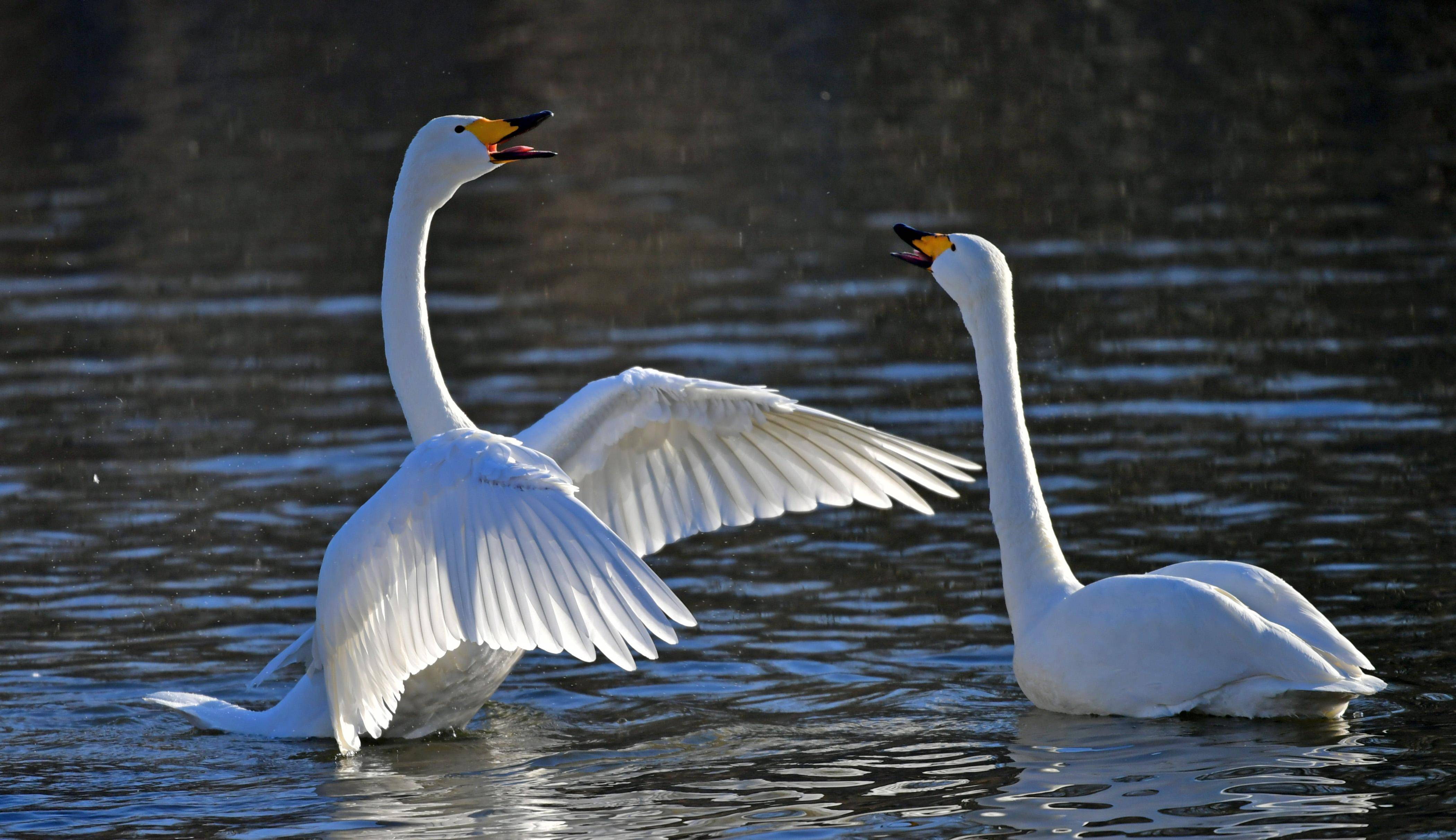 大凌河畔成了天鹅迁徙通道上的重要停歇和觅食地