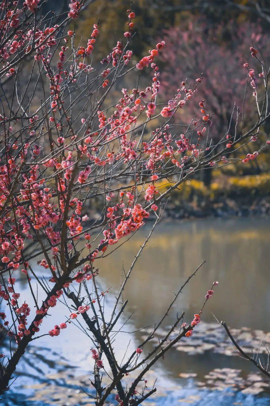 暗香正当时|春日第一场花事,带你遇见"梅"景!_普陀_梅花_沈院