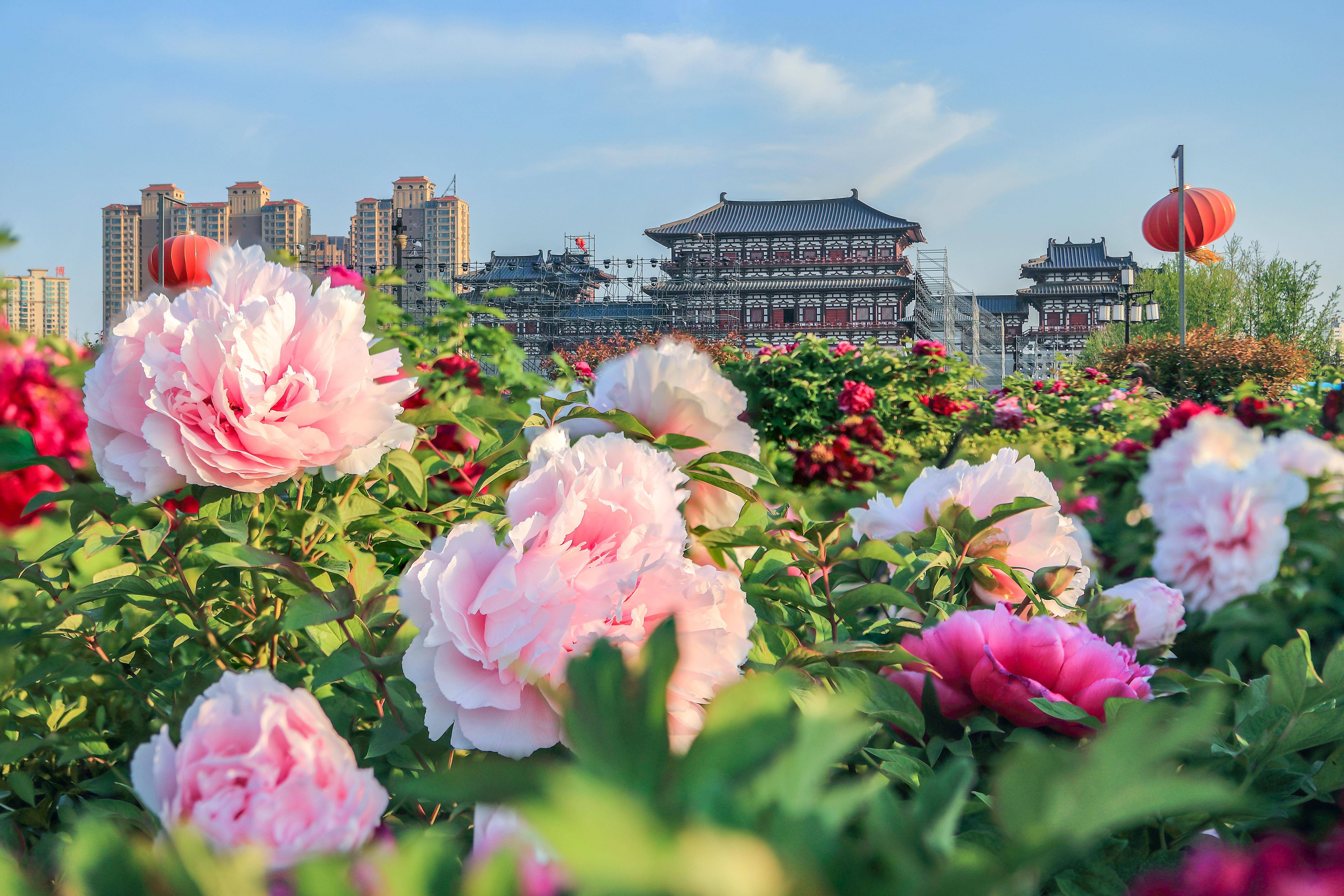 河南洛阳牡丹花会图片