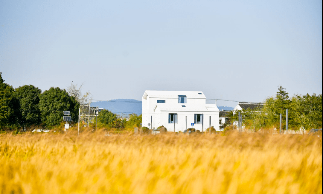 养猪不如养上海人_安吉_乡村_游客