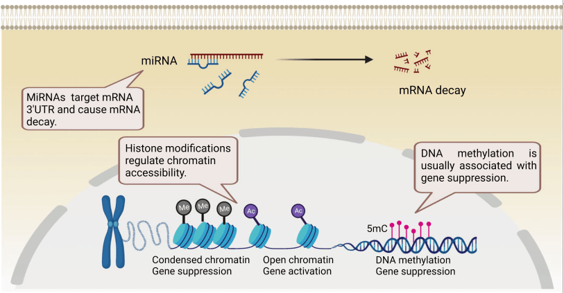 表观遗传修饰调控b细胞亚群_调节_反应_作用