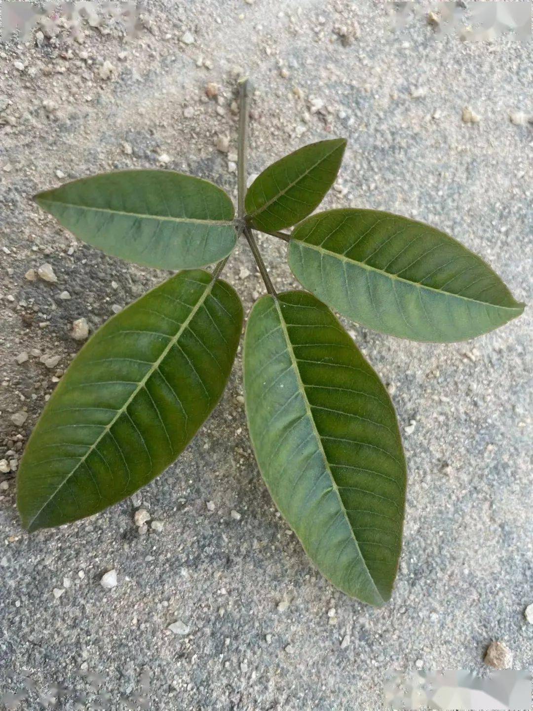 紫花风铃木,保存南方看花之旅的记忆