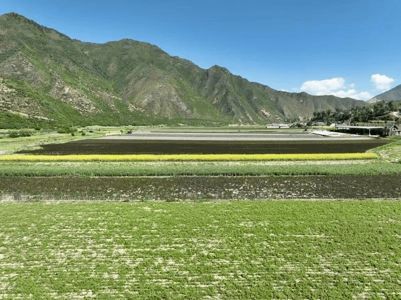 【"三抓三促"行动进行时】67临潭县洮滨镇:高原夏菜让农民富"蔬"