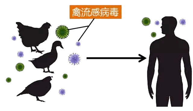人感染禽流感的主要传染源可能为携带禽流感病毒的禽类及其污染的物品