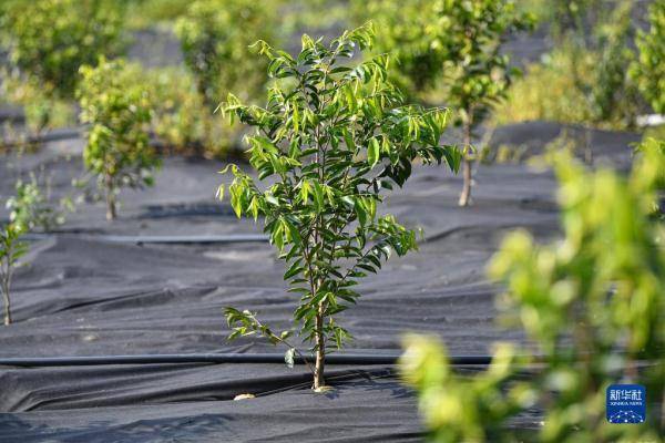 海南儋州：企业带动 沉香树成村民“致富树” 第4张